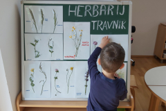 herbarij