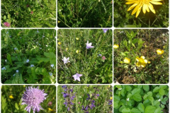 CollageMaker_20210521_124628296-Small