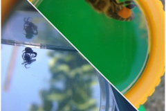 CollageMaker_20210521_124844780-Small