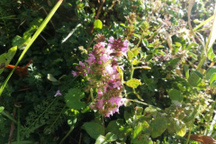 IMG_20201006_100619-Small